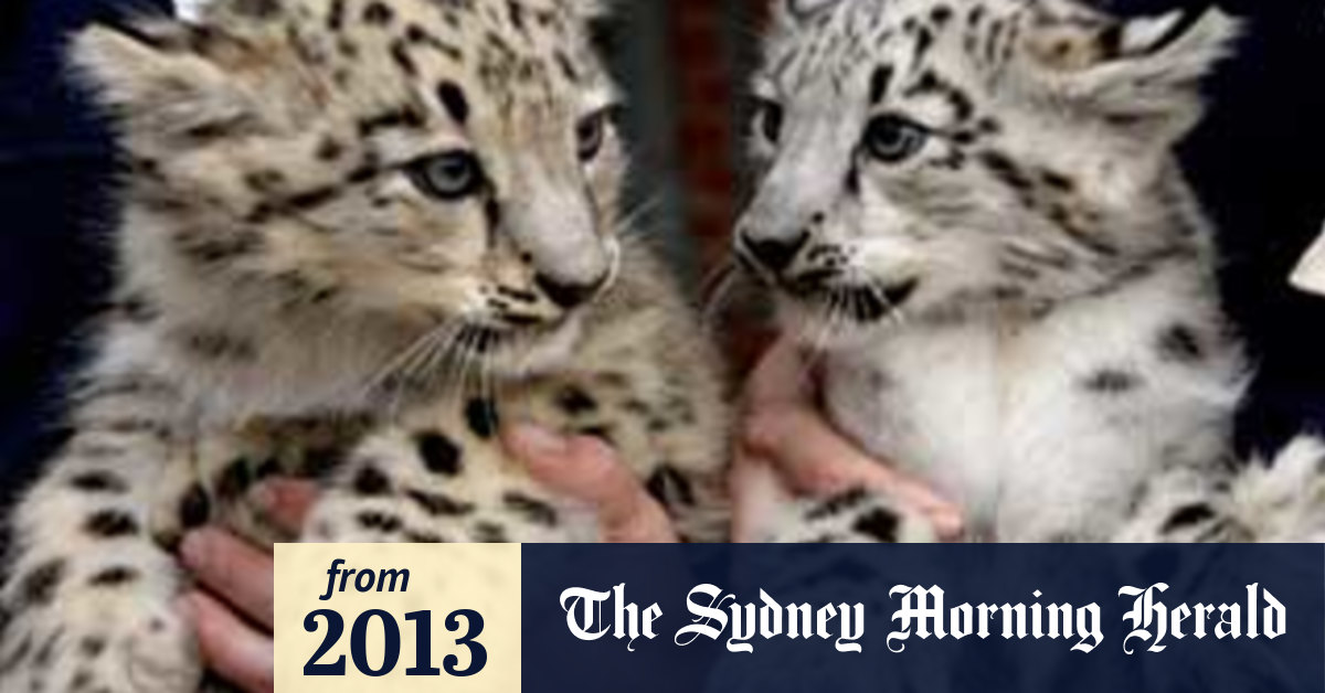 Australian aid helps save snow leopards